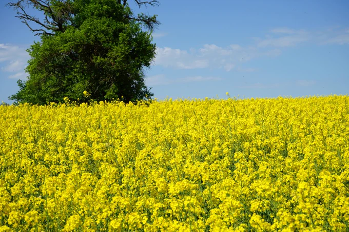 Nahaufnahme Rapsfeld mit einem Baum und blauem Himmel.