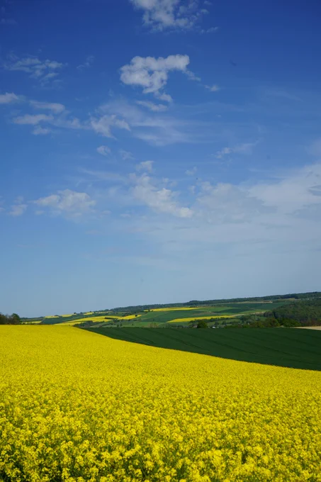 Blick ins Land mit Rapsfeldern, grünen Feldern, Wald und viel blauem Himmel.