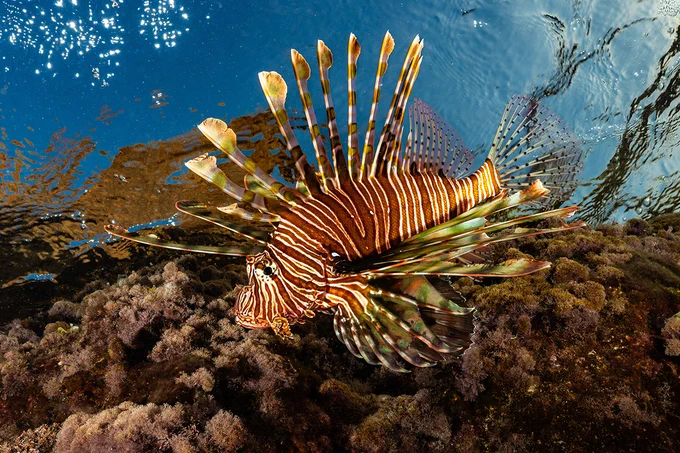 A lionfish navigating the water, highlighting its unique appearance with long, flowing fins and bold coloration.