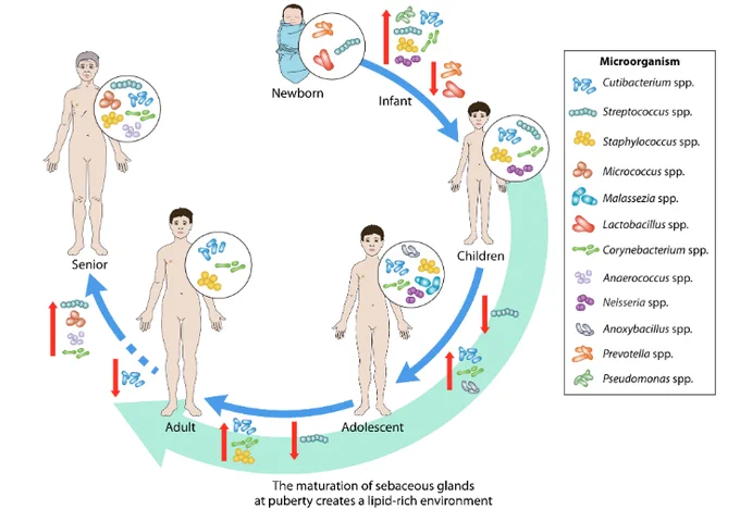 Evolving skin microbiota: a life cycle perspective on microbial dynamics.