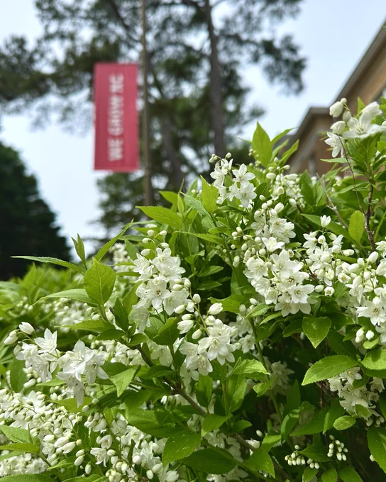 A shrub with white blooms outside of Patterson Hall, with a red banner in the background that reads “We Grow NC.”