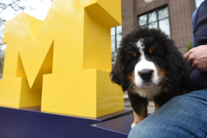 Cute dog posing next to a giant block M.