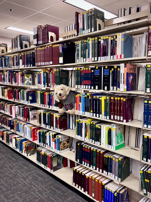 A stuffed golden retriever with its head poking through library stacks.