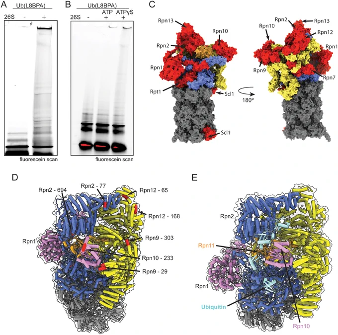Figure 4. Ub(BPA) probes identify novel ubiquitin receptors on the 26S proteasome. 