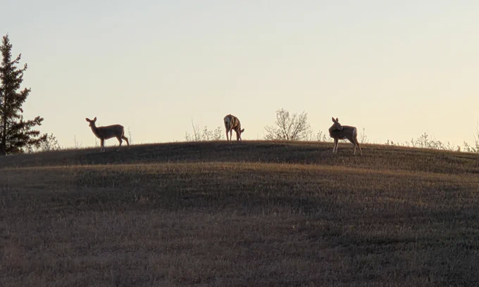 Three deer silhouetted against the sky in the early morning light at Memory Lane Campground and RV Park.