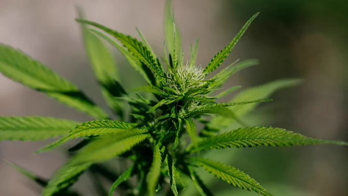 photo of a cannabis plant