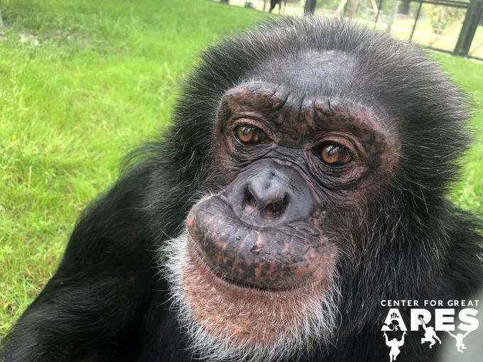 Chimpanzee Bubbles at Center for Great Apes