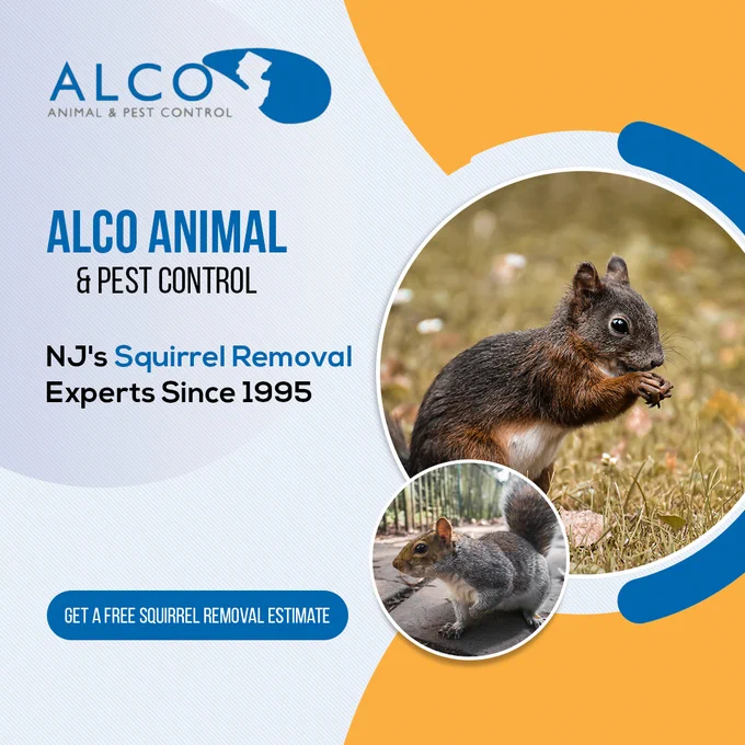 Squirrel Removal in NJ