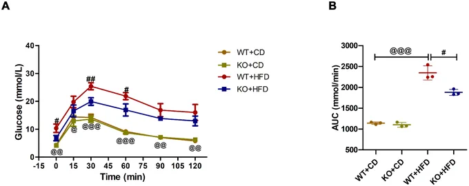 Fig. 3. IPGTT in pre-exposure knockout of β-Cav-1 and WT mice. 