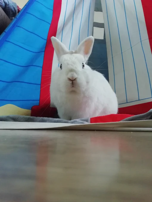 White Netherlands dwarf rabbit sat on the entrance to a beach hut kids teepee