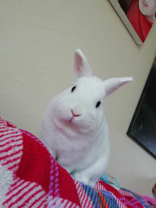 White Netherlands dwarf rabbit sat on a coloured blanket on the back of a settee, head tilted to one side, looking at the camera.