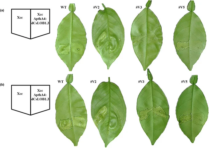 Differential canker-inducing responses of Valencia and EBEPthA4-TI CsLOBP edited lines to Xcc and Xcc306ΔpthA4:dCsLOB1.3.
(a) At 3 days post inoculation (DPI) with Xcc, there were typical canker symptoms on wild type Valencia and transgenic lines. Wild-type Valencia served as the susceptible control. Following inoculation with Xcc306ΔpthA4:dCsLOB1.3, no canker symptoms were observed on line #V2 at 3 DPI, consistent with its 100% mutation rate in EBEpthA4-TI CsLOBP, whereas weak symptoms were detected on wild type Valencia, #V3 and #V5. Lines #V3 and #V5 exhibited lower mutation rates than #V2. (b) At 6 DPI with Xcc, severe canker symptoms developed on #V2, #V3, #V5, and wild type Valencia. However, at 6 DPI with Xcc306ΔpthA4:dCsLOB1.3, there was still no canker on line #V2, although canker symptoms became more evident on #V3, #V5, and wild-type Valencia. These results indicate that #V2 is resistant to Xcc306ΔpthA4:dCsLOB1.3.