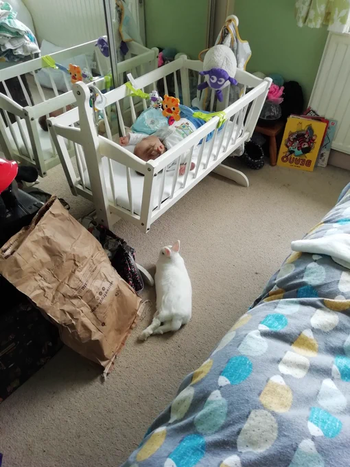 White Netherlands dwarf rabbit laid on a beige carpet under a swinging crib with a baby boy (little brofur #1) laid in it, like he's guarding them. The baby has a white t shirt and shorts on, with a toy across the crib with a tiger and zebra on. There is a white sheep with purple head and legs hung at the end of the crib. Behind the crib are mirrored wardrobe doors.