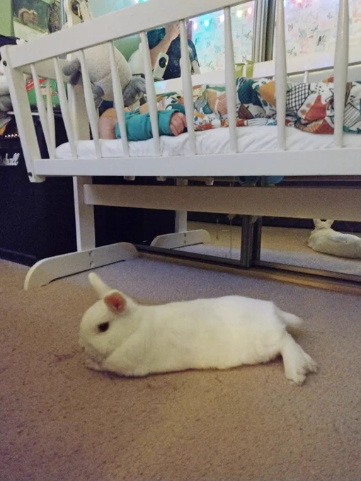 White Netherlands dwarf rabbit laid on a beige carpet under a swinging crib with a baby boy (little brofur #2) laid in it, like he's guarding them. The baby has a green long sleeve vest on, and he's inside a Dinosaur pattern sleeping bag. There is a white sheep with grey head and legs hung at the top of the crib. Behind the crib are mirrored wardrobe doors, you can see the reflection on Neil in them.