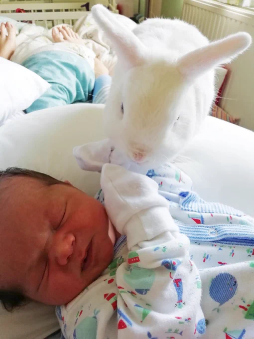 White Netherlands dwarf rabbit, on a white pillow, he is inspecting a baby boy laid on the pillow. The baby has dark hair and had his eyes closed. He's wearing a white babygro with sea animals and nautical pictures on.