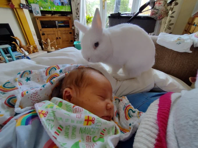 White Netherlands rabbit sat on a white pillow, he is looking at the grass of a baby boy (little brofur #2), the baby has darkish hair, his skin is a little yellow. He has a Christmas bib on, a rainbow babygro and has a rainbow muslin cloth under his head. Behind is a pram, french widows and door and the TV.