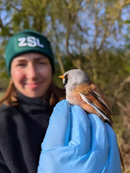 Bird ringer Ava Jenkins holds a bird in a gloved hand whilst wearing a green cap with ZSL on it.