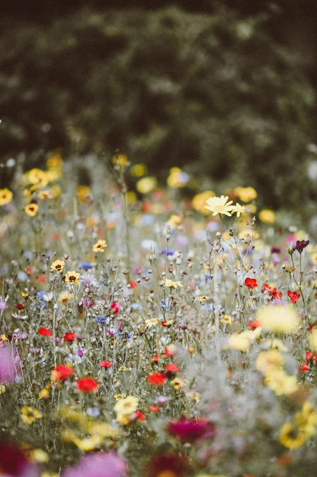 Freestock image photo by Annie Spratt