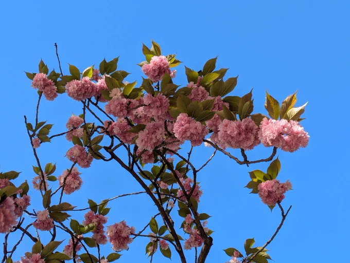 Photo of cherry blossoms on a branch against a blue sky.