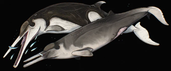 A male-female pair of Dagonodum chasing some small schooling fish.
