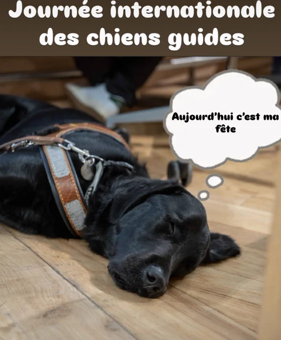 Un chien guide allongé au sol yeux fermé en train de dormir avec une bulle avec écrit dedans : aujourd’hui c’est ma fête.