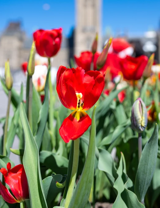 Multicoloured tulips in the foreground. Behind them, the Peace Tower under a blue sky.