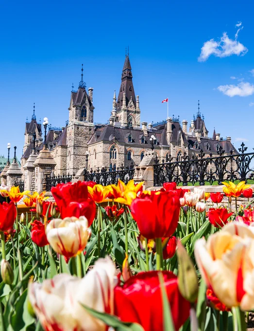 Multicoloured tulips in the foreground. Behind them, the Wellington Wall and West Block under a blue sky.