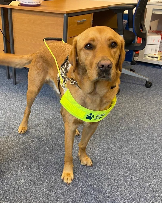 Otis, a fox red Labrador, is seen in the office with his Guide Dog harness on, in front of a desk and chair