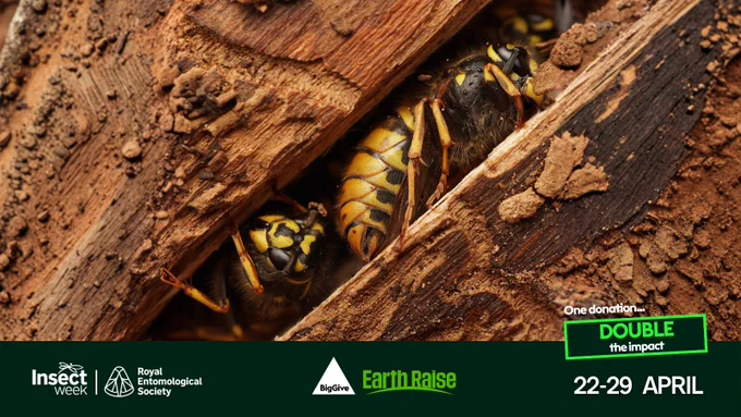 Close-up of two wasps nestled between rough wooden bark textures in a natural setting.

Hidden Royalty (c) Benji Cook 2025