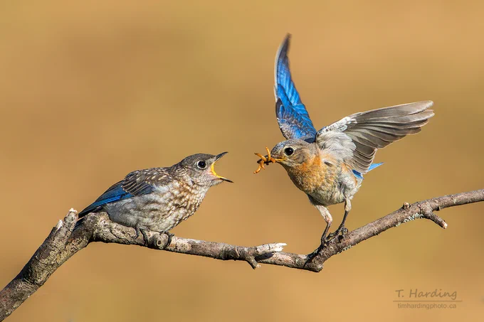 A dynamic action shot of an adult Eastern Bluebird feeding a fledgling on a bare wooden branch. The adult bird is on the right, captured mid-motion with its vibrant blue wings spread wide for balance as it leans in with a beak full of insects. The fledgling on the left has its mouth open wide in anticipation. Both birds are in sharp focus against a soft, golden-brown background.