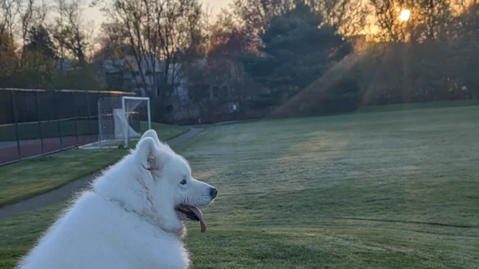 Samoyed Daphne on a fine April morning at Cold Springs park, 2026