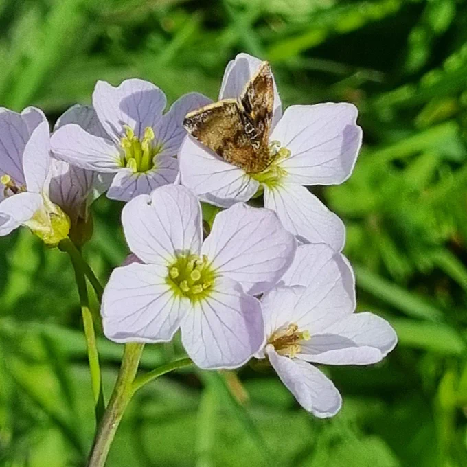 Pink 4 petalled flowers with a small brown-ginger-gold coloured moth on one.