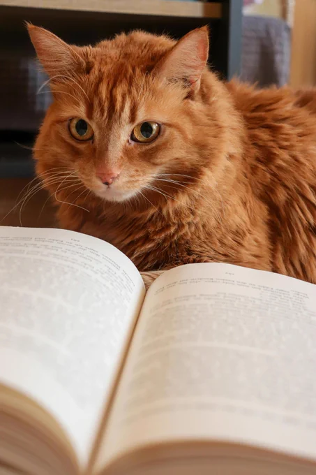 orange cat in front of an open book