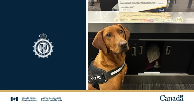 BSA Detector Dog sitting next to a table of seized currency. 