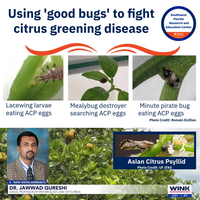 Poster on using beneficial insects against citrus greening disease, featuring lacewing larvae, mealybug destroyer, and minute pirate bug.