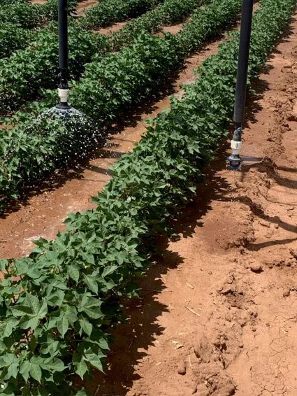 Showing a variable rate in plant growth with one sprinkler turned off.