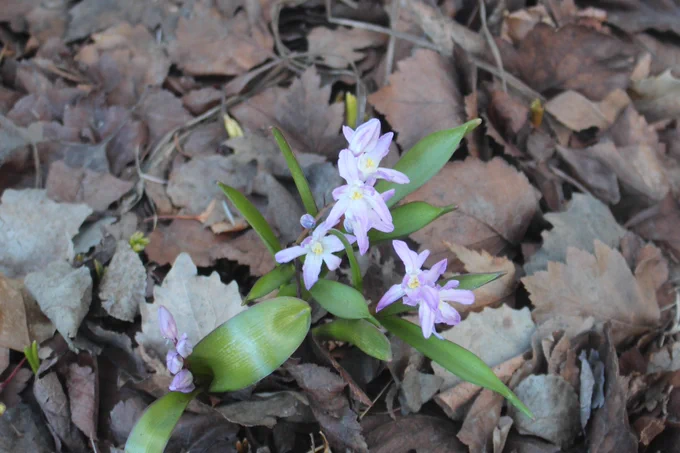 Glory of the Snow flowers.