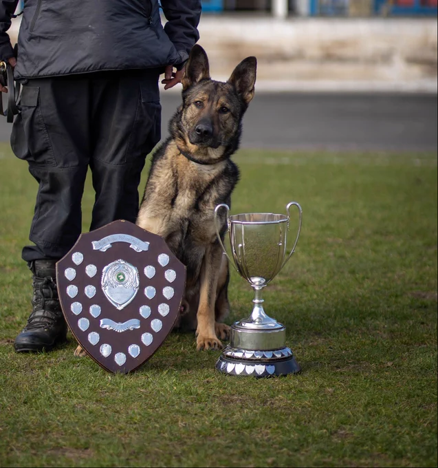 PD Kim, a sable German Shepherd, sitting facing the camera behind her prize shield and trophy attained at the Regional Police Dog Trials.