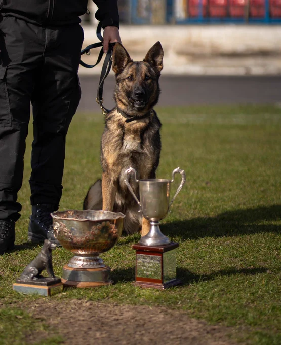 PD Mary, a sable German Shepherd, sitting facing the camera behind her prize bowl, trophy and statue attained at the Regional Police Dog Trials.