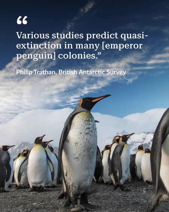 A group of emperor penguins standing on rocky ground with snowy mountains and a cloudy sky in the background.