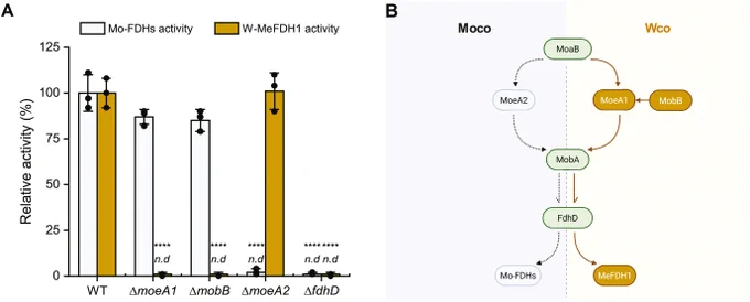 Figure 2. Metal-cofactor specialization for molybdenum- and tungsten-dependent formate dehydrogenase in Methylorubrum extorquens. 
