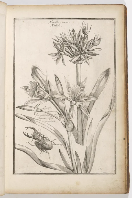 Engraving of sea daffodil and amaryllis