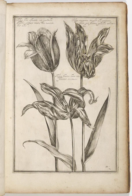 Engraving of tulips