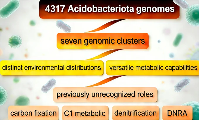 Diagram summarizing analysis of 4,317 Acidobacteriota genomes that revealed seven metabolic clusters with distinct habitat preferences and energy strategies. Also represented are the overlooked roles for uncultured lineages in C1 metabolism, carbon fixation, and nitrogen cycling, highlighting the phylum's underestimated functional importance in global biogeochemical cycles.