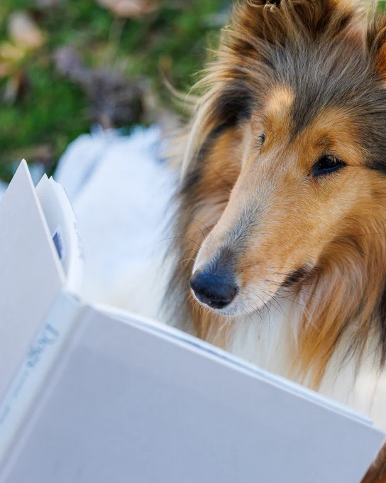 Texas A&M's dog mascot Reveille attentively looking at an open book outdoors, surrounded by a grassy area.