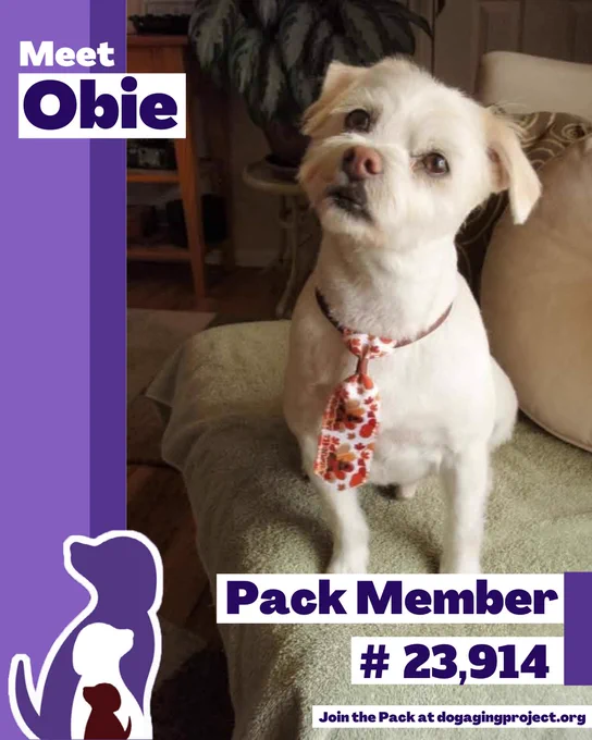 Pack Spotlight graphic of Obie, a small white dog wearing a tie with a floral pattern sits on a light green blanket. With the following text, Pack Member # 23,914. Join the Pack at dogagingproject.org