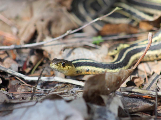 A garter snake slithers through dry leaves and twigs on the forest floor, displaying its distinctive yellow stripes.
