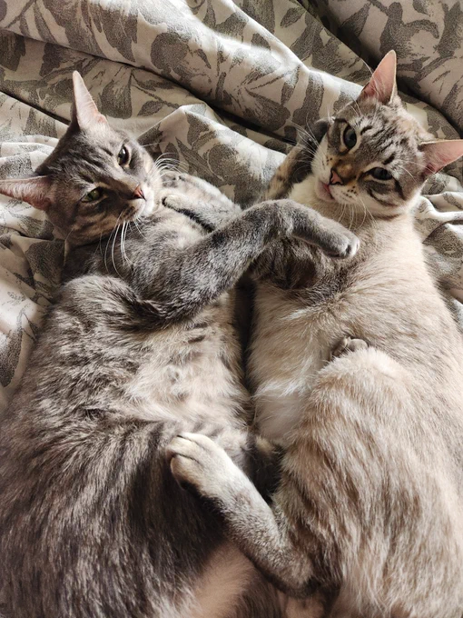 Lentil and Bowser wrapped in each other's arms. Bowser's eyes are slightly closed, and his belly is prominent. Lentil is looking at the camera with a tiny blep.