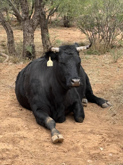 Cow 113 relaxing by the wash in some mesquite "shade".