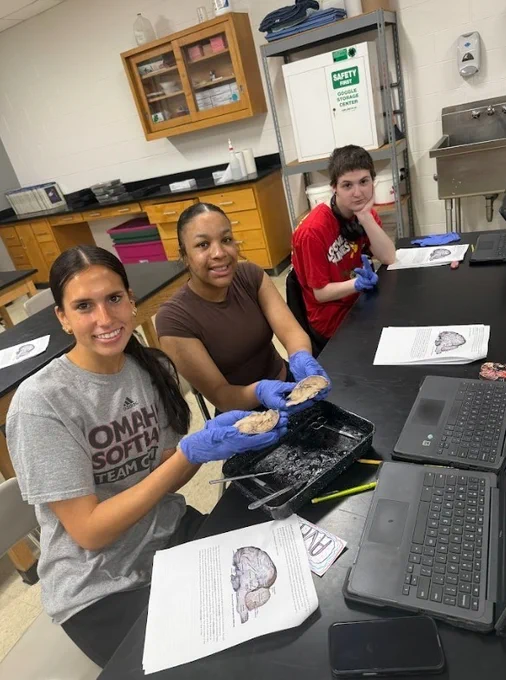 sheep brain dissection